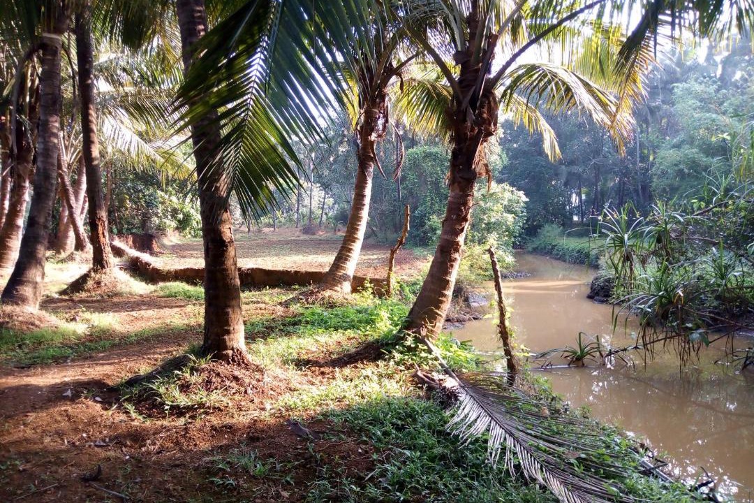 Photo of Others in Mandrem