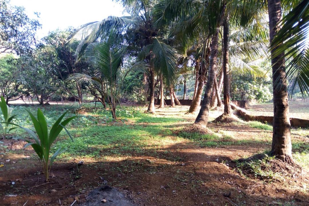 Photo of Others in Mandrem