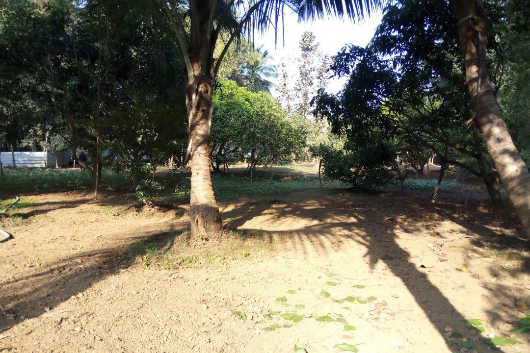 Photo of Others in Mandrem