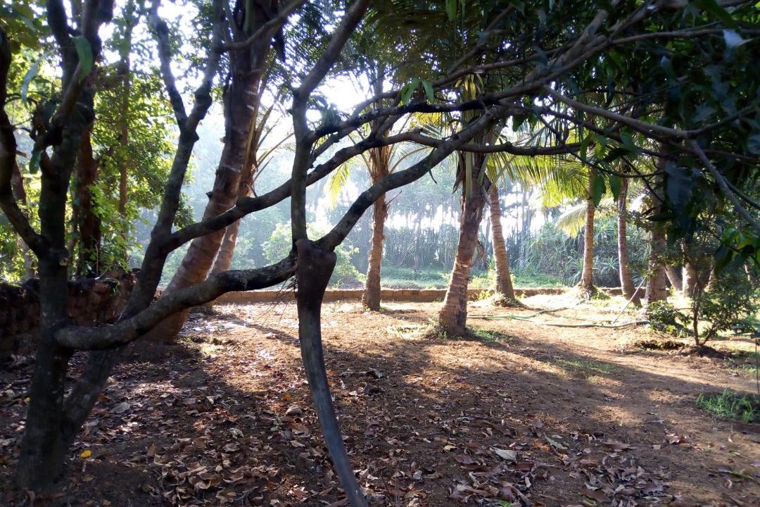 Photo of Others in Mandrem