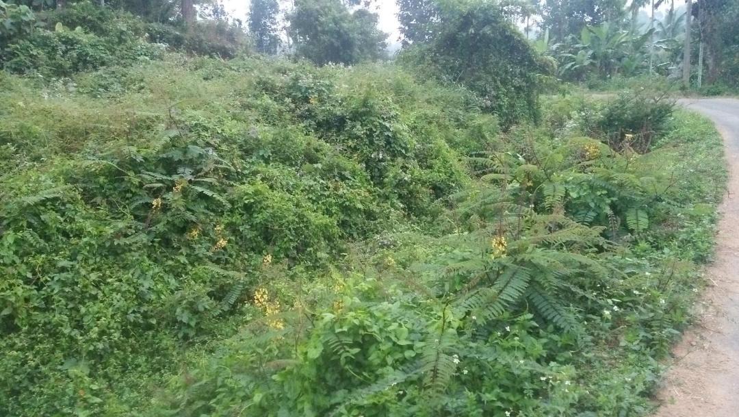Photo of Outdoor in Meenangadi