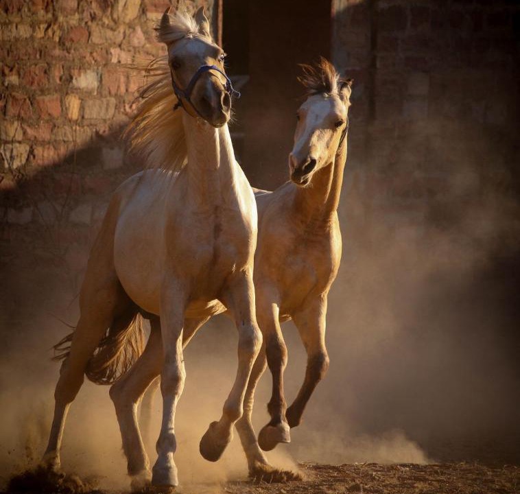 Photo of Others in Karauli