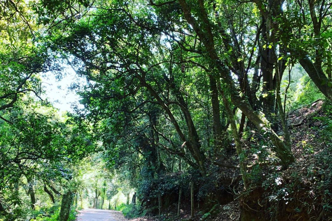 Photo of Others in Kodaikanal