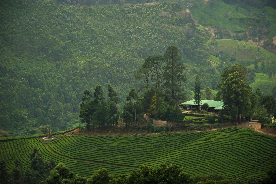 Photo of Others in Kannan Devan Hills