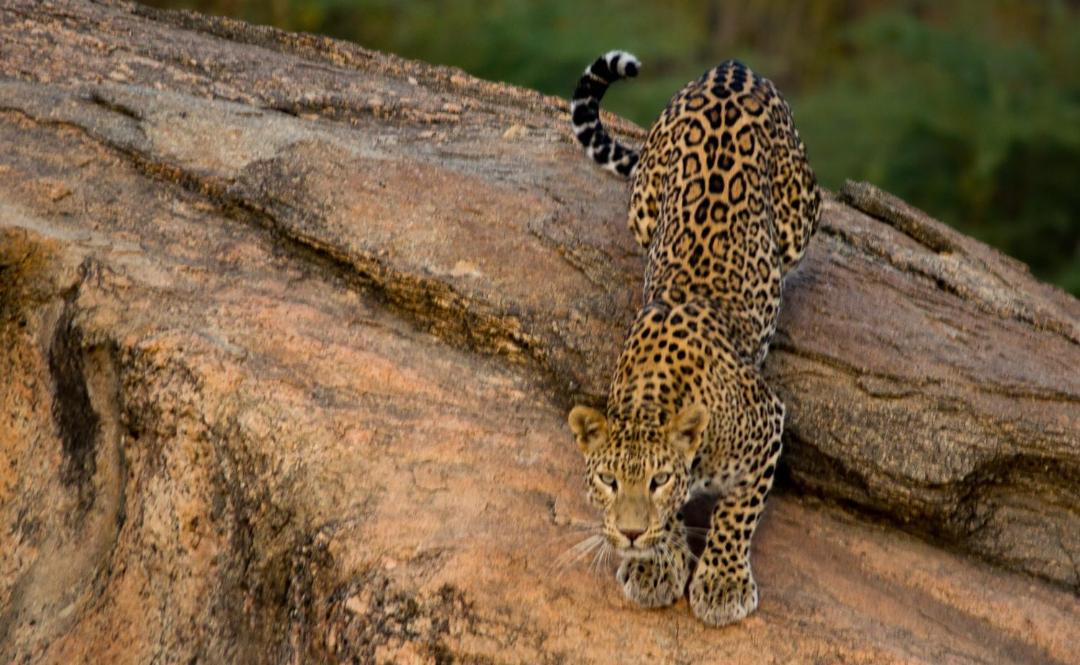 Photo of Others in Sena