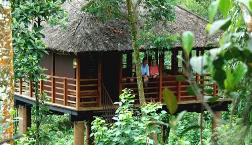 Tree House